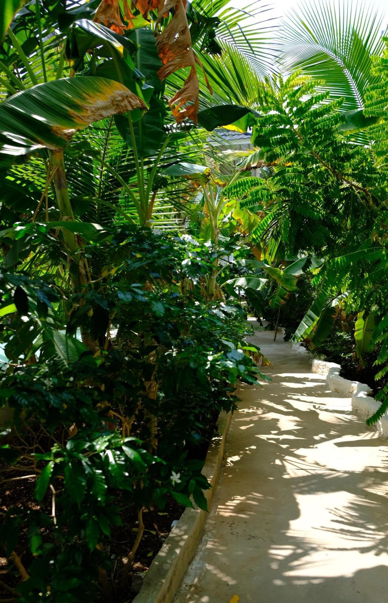 Bed and Breakfast Kobe House Jambiani  Esterno foto